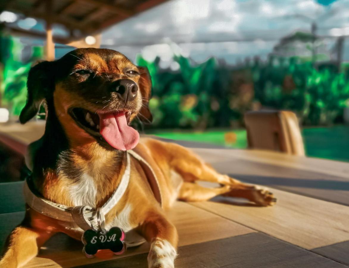 Arenal Backpackers Resort La Fortuna Ngoại thất bức ảnh A dog with a tag