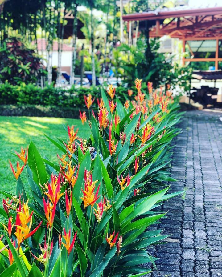 Arenal Backpackers Resort La Fortuna Ngoại thất bức ảnh Heliconia in a garden